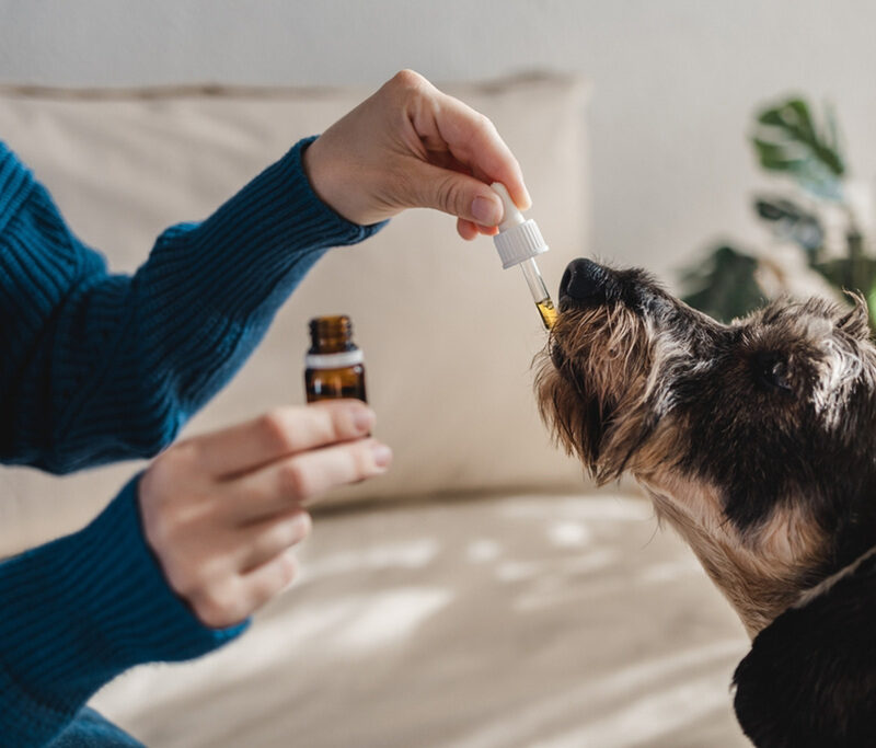 Pet dog taking cbd hemp oil - Canine licking cannabis dropper for anxiety treatment