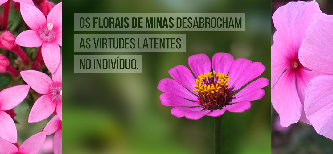 Os Florais de Minas